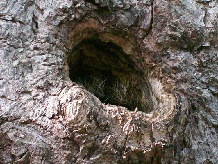 Nest in the old tree