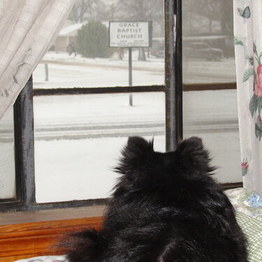 Missy watching it snow.