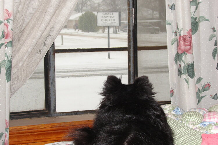 Missy watching it snow.