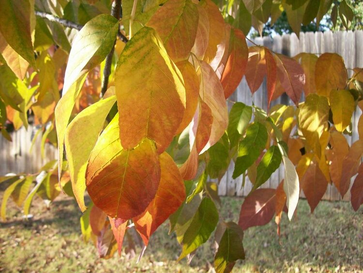 Fall Leaves