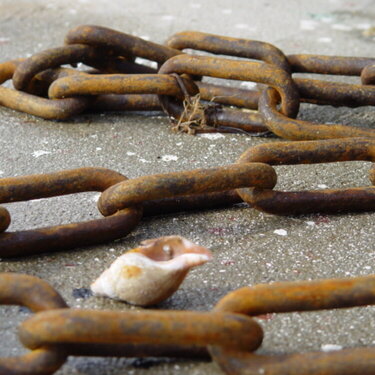 Chain with Shells
