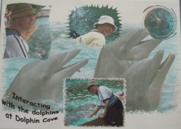 Dolphins 1