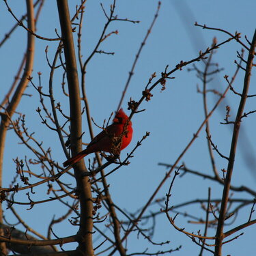 JFF ~ A Cardinal Spring