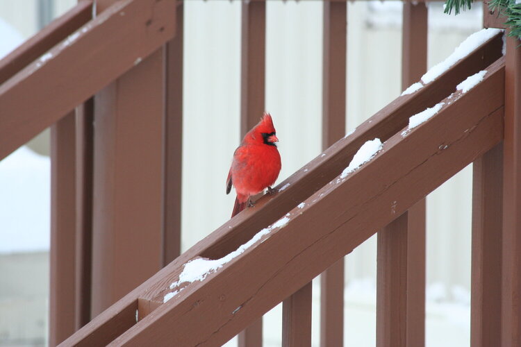 Springfield Cardinal