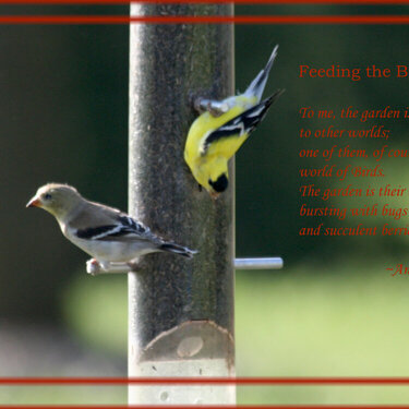 Feeding the Birds......