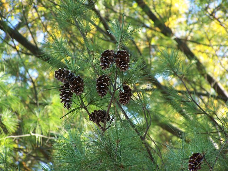 Pinecones