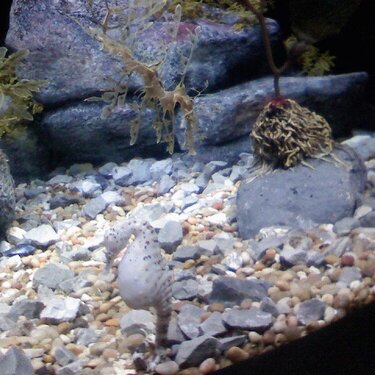 Seahorses POD 3