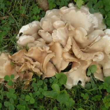 Fungi PDD 10/13