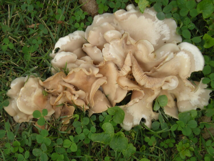 Fungi PDD 10/13