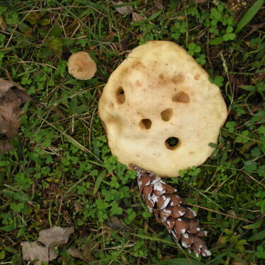 More Fungi POD 10/15