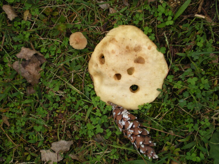 More Fungi POD 10/15