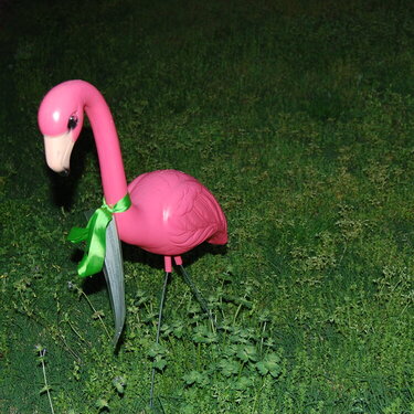 I got Flamingoed!!!!  5/5