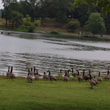 Geese 7/11