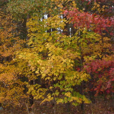 Beautiful colors of Fall