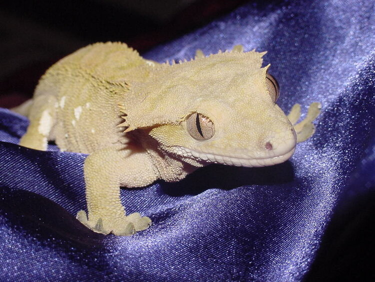 My late Crested Gecko - Willow