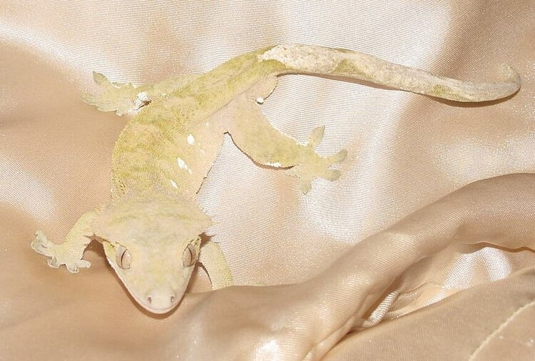 My late Crested Gecko - Willow