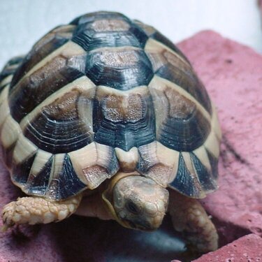 Spud - Egyptian Tortoise