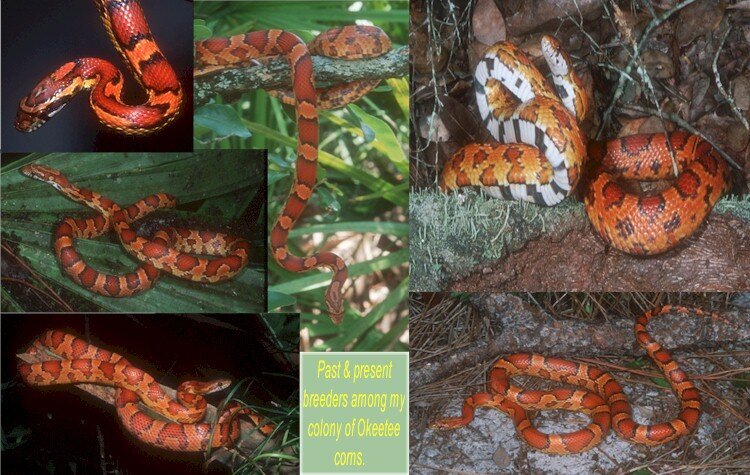 Pics of other Okeetee Cornsnakes