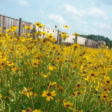 Flowers/train