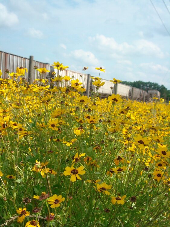 Flowers/train