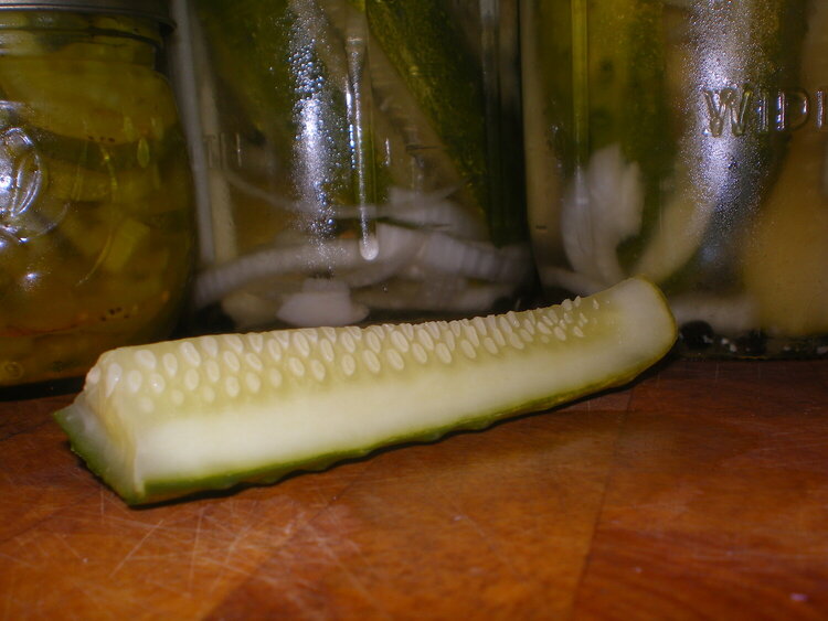 Homemade pickles POD 9/7 Mini Poem