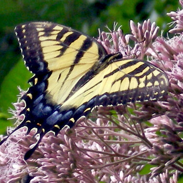 Another Tiger Swallowtail Butterfly