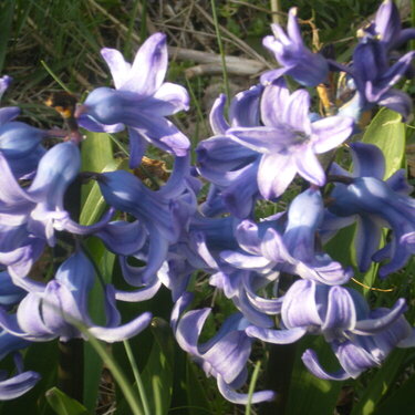 Hyacinths 3/15