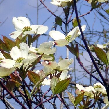 The Dogwood are in Bloom 5/6