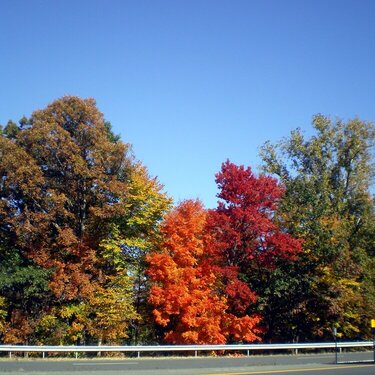 All the Colors of Fall JFF