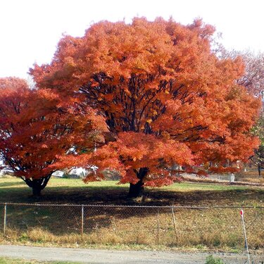 Red Maple Trees/ POD 11/3/mini Contradiction