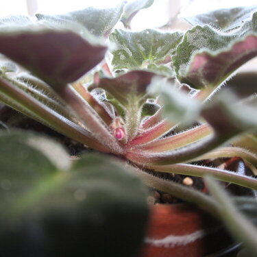 African Violet/ Mini Fragile