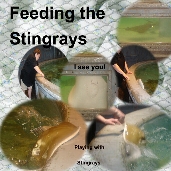 Feeding the Stingrays