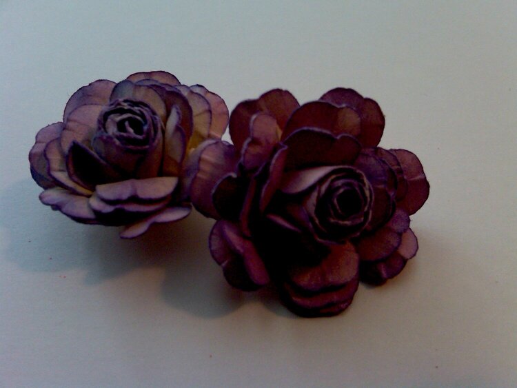 Purple mini rose
