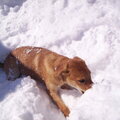 brandy