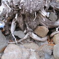 Tree roots & rocks