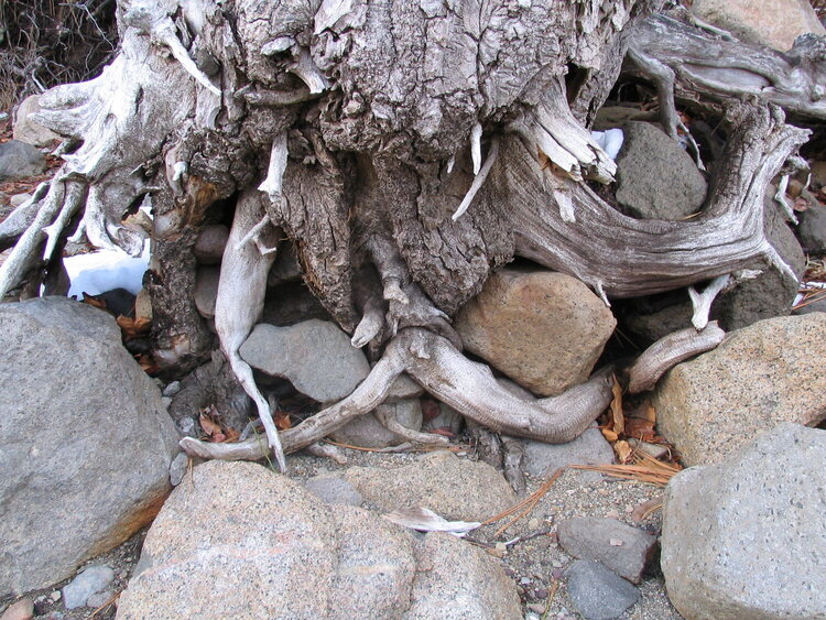 Tree roots &amp; rocks
