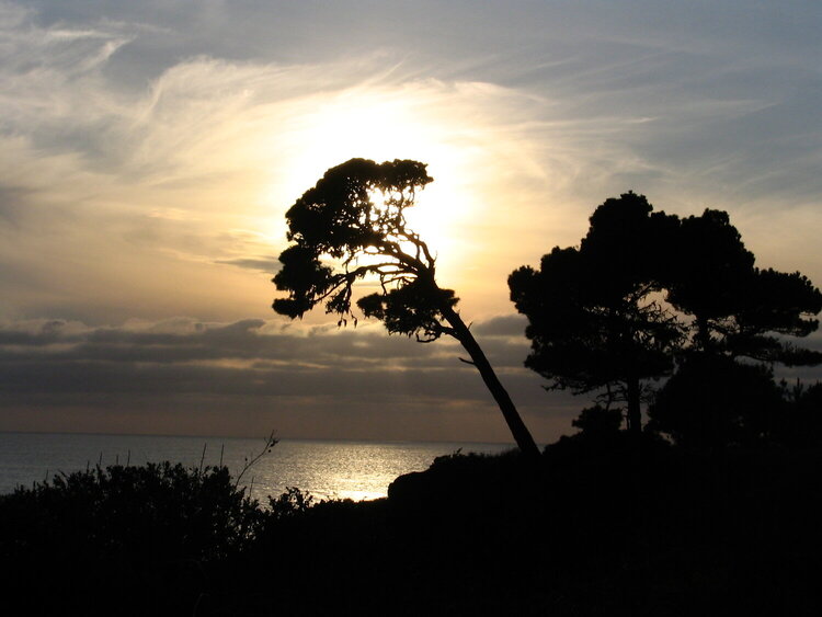 Our #1 picnic spot is below this tree!