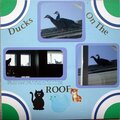Ducks on the Roof!