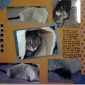 Booker Kitty