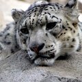 snow leopard at Alaska Zoo