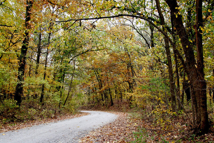 Autumn Road 1