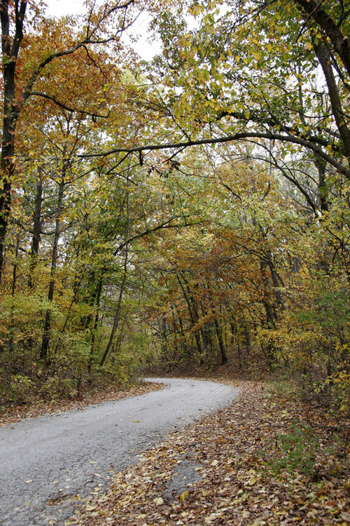 Autumn Road 1
