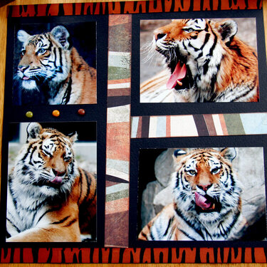 Tiger Tongues