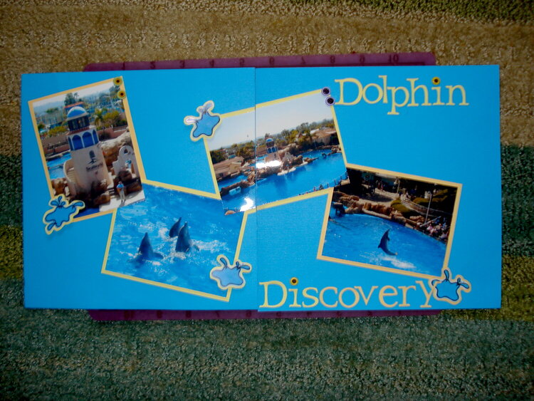 Dolphin Discovery