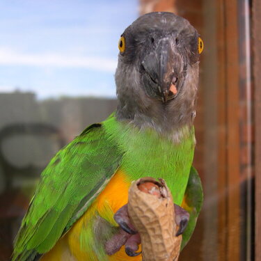 Our Parrot- (&#039;Baby&#039;) -2