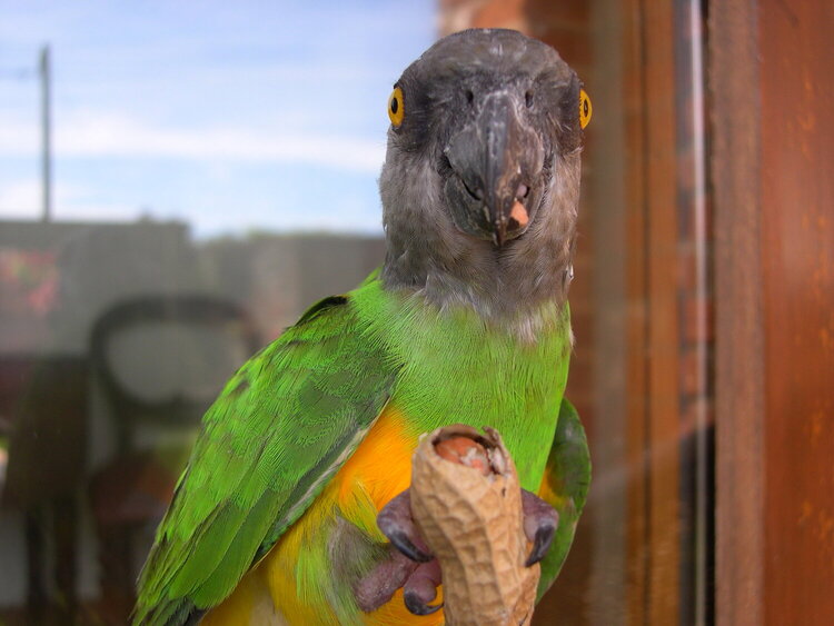 Our Parrot- (&#039;Baby&#039;) -2