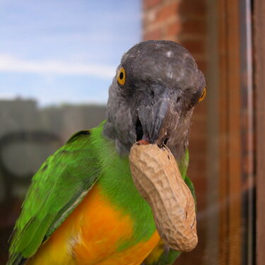 Our Parrot- (&#039;Baby&#039;) -1