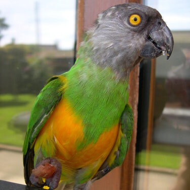 Our Parrot (&#039;Baby&#039;) -3