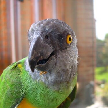Our Parrot (&#039;Baby&#039;) -5