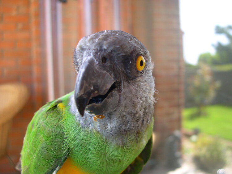 Our Parrot (&#039;Baby&#039;) -5